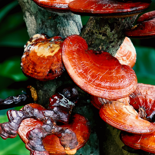 Duanwood Reishi - 100 Capsules